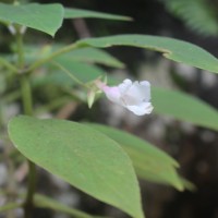 Gesneriaceae